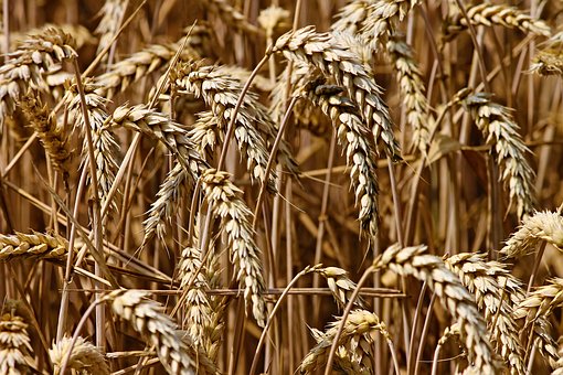 Commodity prices = price risk, e.g. in wheat